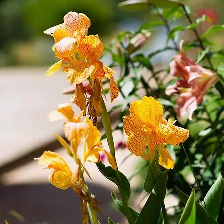 Bed & Breakfast I Casilari 3*